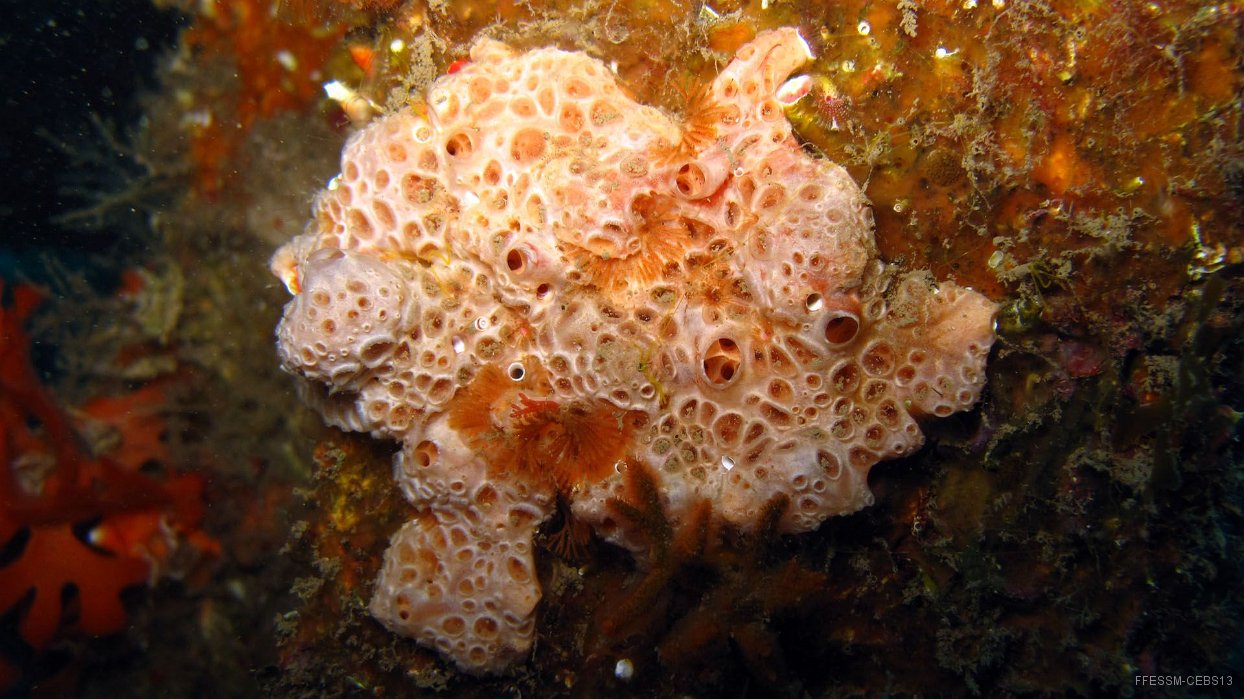 020 Eponge a crateres (Hemimycale columella).JPG - Eponge à cratères (Hemimycale columella)
